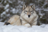 Nahaufnahme eines grauen Wolfes, der sich in den Schnee legt und in die Kamera schaut
