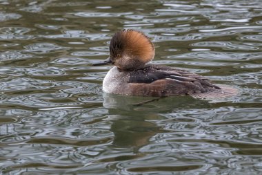 Dişi Kapüşonlu Merganser ördeği suyun üstünde, tepesi tamamen kalkık ve sırtına su damlaları düşmüş.