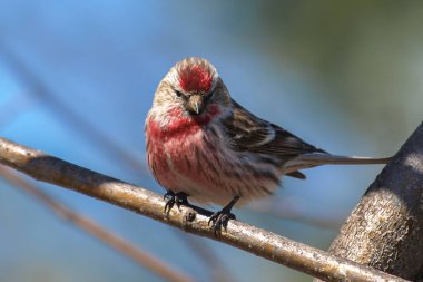 Close up of red Common Redpoll bird perching on tree branch clipart