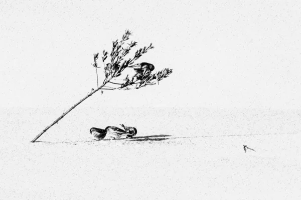 Ασπρόμαυρη Φωτογραφία Πουλιών Redpoll Που Τρώνε Σπόρους Από Oenothera Χειμώνα — Φωτογραφία Αρχείου
