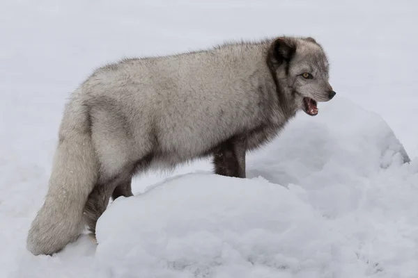 Ανοιχτό Στόμα Μπλε Αρκτική Αλεπού Στο Χιόνι — Φωτογραφία Αρχείου