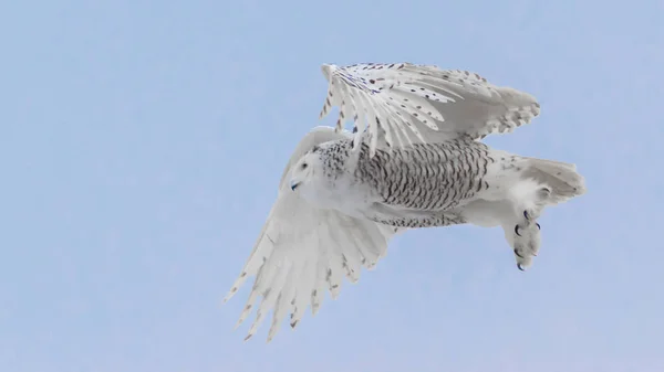 Extrem Närbild Snöuggla Flygning Visar Tassar Klor Näbb Och Andra — Stockfoto