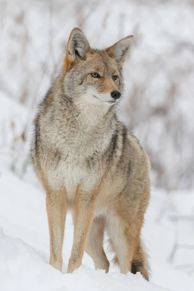 Low Angle Front View Closeup Coyote Looking Afar Some Prey — Stock Photo, Image