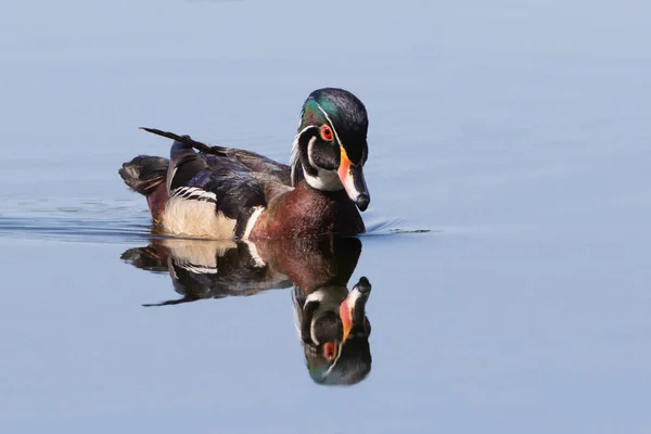 Male Wood Duck Reflection Water Swimming Diagonal Photographer — 스톡 사진
