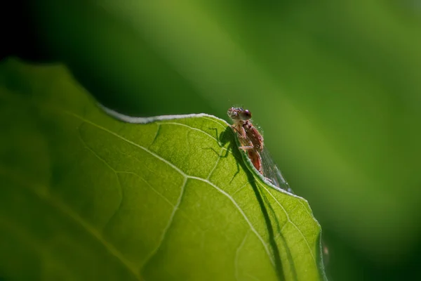 Damselfly Espreitando Com Sombra Folha Verde — Fotografia de Stock