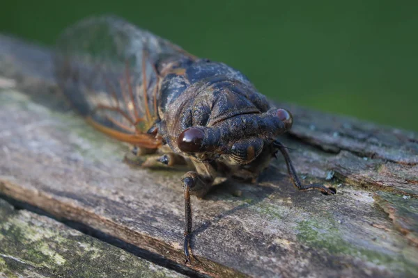 Cicada Face Extrême Gros Plan — Photo