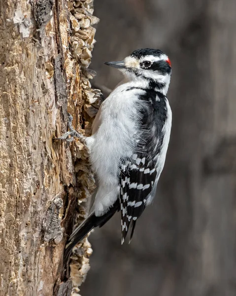 Pájaro Carpintero Peludo Macho Plumaje Cría Trepando Tronco Árbol Viejo —  Fotos de Stock