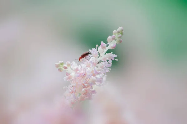 Oranžový Brouk Růžovém Měkkém Květu — Stock fotografie