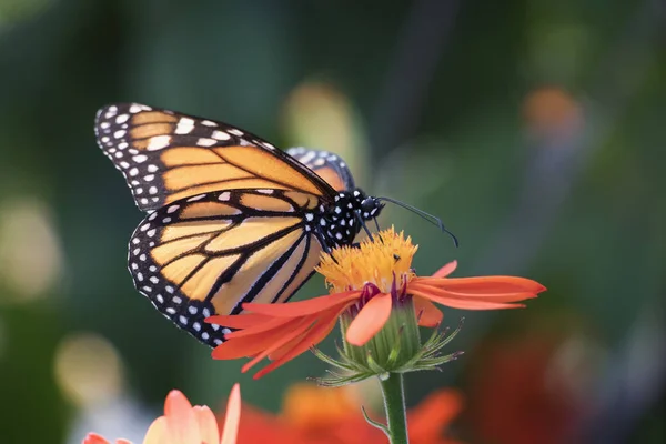 Gros Plan Papillon Monarque Sur Fleur Orange Avec Fond Vert — Photo