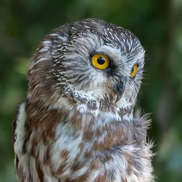 Northern Saw Whet Owl Three Quarters Portrait — Stock Photo, Image