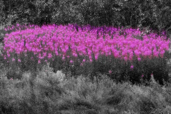 Rózsaszín Tűzfű Virágok Fekete Fehér Réten — Stock Fotó