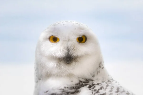 Schnee Eule Gesicht Extreme Nahaufnahme Porträt — Stockfoto