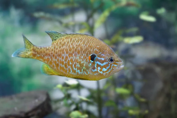 Widok Bliska Pływanie Pumpkinseed Sunfish Wodzie — Zdjęcie stockowe