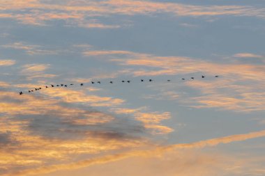 Günbatımı bulutlarında uçan kaz çizgisi
