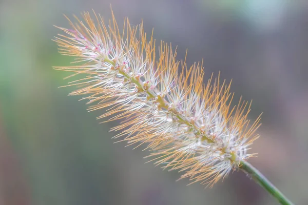 Close Foxtail Milheto Maciez — Fotografia de Stock