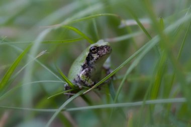 Çimlerin üzerinde duran yeşil renkli Gri Ağaç Rogunun aşırı yakın çekimi