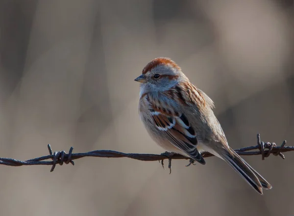 Vue Latérale Moineau Amérique Rétro Éclairé Perché Sur Une Clôture — Photo