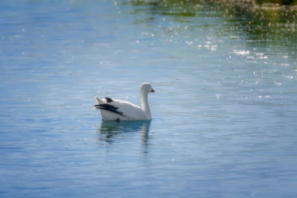 Isolierte Schneegans Auf Blauem Teich — Stockfoto