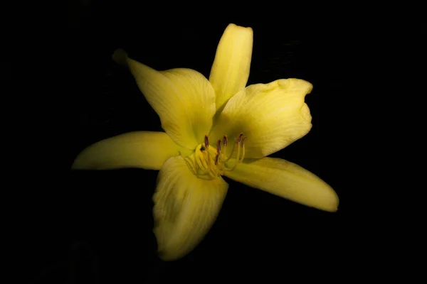 Close Yellow Day Lily Black Background — Stock fotografie