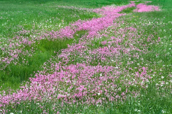 Groen Veld Gevuld Met Ragged Robin Roze Bloemen — Stockfoto