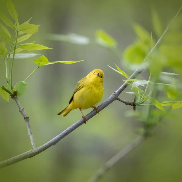 Yellow Warbler Bird Perching Staring Viewer Forest Leaves — Stock Photo, Image