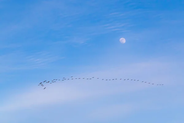 Línea Gansos Voladores Con Luna Cielo Azul —  Fotos de Stock