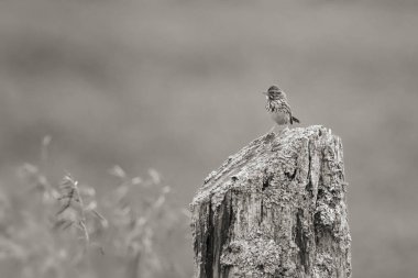 Savannah Sparrow 'un siyah beyaz fotoğrafı.