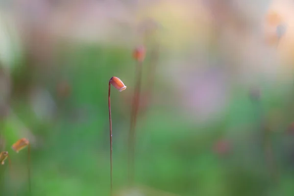 Moss Kapsle Barevném Rozmazaném Prostředí — Stock fotografie