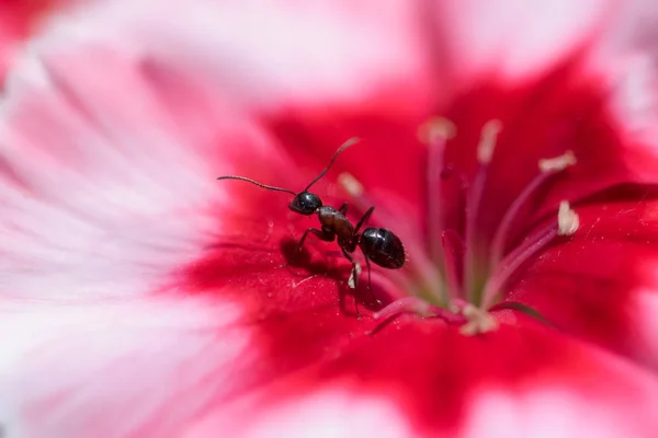 Extreme Close Ant Standing Red Pink Carnation Flower Center — 스톡 사진