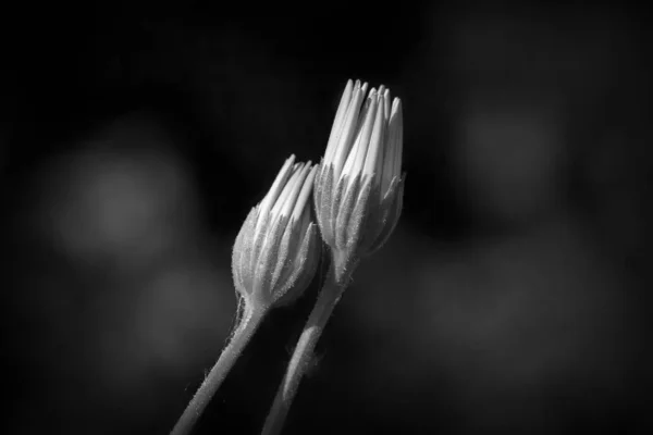 Schwarz Weiße Nahaufnahme Zweier Blütenknospen Die Sich Aneinander Lehnen — Stockfoto