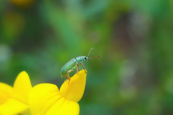 Oldalnézet Zöld Bevándorló Levél Weevil Sárga Virág — Stock Fotó