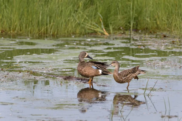 Modré Okřídlené Teals Pár Stojící Močálu — Stock fotografie