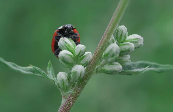 Red Ladybug Hunting Green Concealed Aphids — 스톡 사진