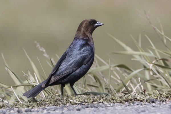 Man Brown Leds Cowbird Närbild Gräs — Stockfoto