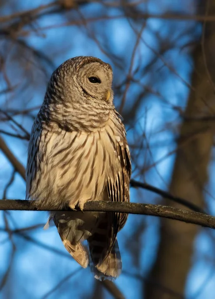 Barred Owl Late Afternoon Light Forest Blue Sky — Stock Photo, Image