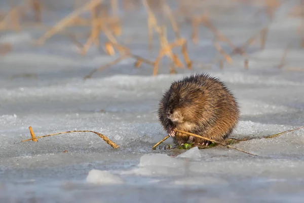 Muskrat Wet Snow Finding Food Early Spring — 스톡 사진