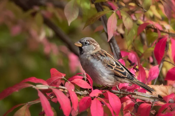 Erkek House Sparrow Kuşuna Kırmızı Yapraklı Aşırı Yakın — Stok fotoğraf