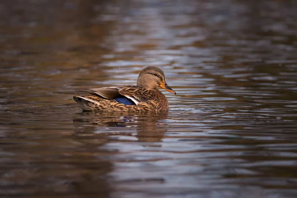 Close Female Mallard Duck Water — 스톡 사진