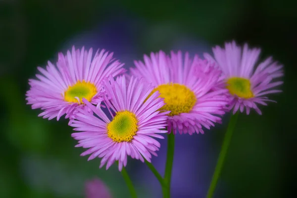 Měkké Zblízka Růžové Erigeron Květiny Kytice Proti Zelené Modré Rozmazané — Stock fotografie