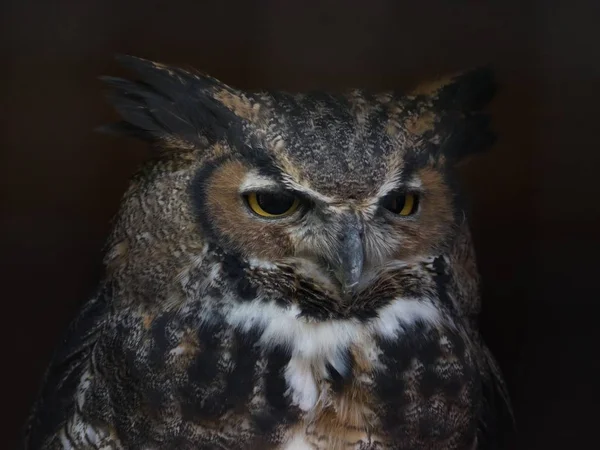 Grote Gehoornde Uil Close Portret Tegen Zwarte Achtergrond — Stockfoto