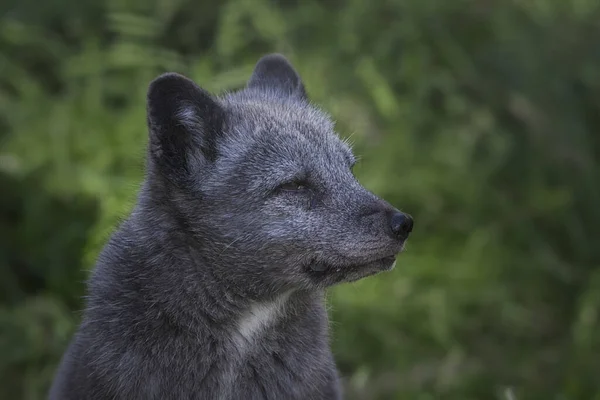 Blauer Polarfuchs Nahaufnahme Porträt — Stockfoto