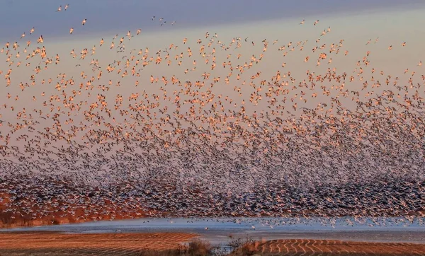 Thousands Snow Geese Flight Sunrise Migration Site — Stock Photo, Image