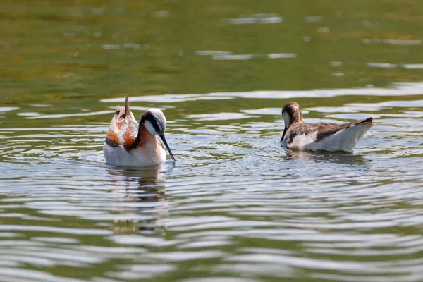 Phalarope birds couple creating water whirls in pond