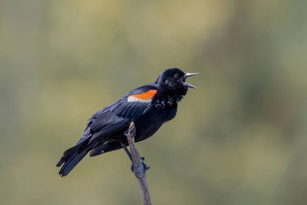 Närbild Territoriet Röd Bevingad Blackbird Skriker Högt — Stockfoto