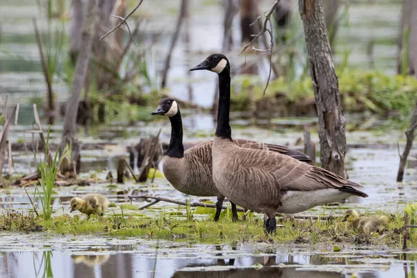 Primer Plano Los Gansos Canadá Sus Goslings Isla Vegetación Pantano — Foto de Stock
