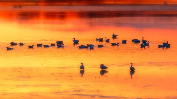 Gansos Neve Laranja Brilhante Pôr Sol Amarelo Refletindo Águas — Fotografia de Stock