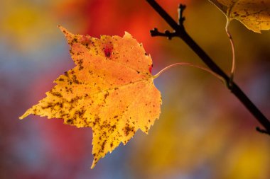 Sonbahar akçaağacı renk sıçratır