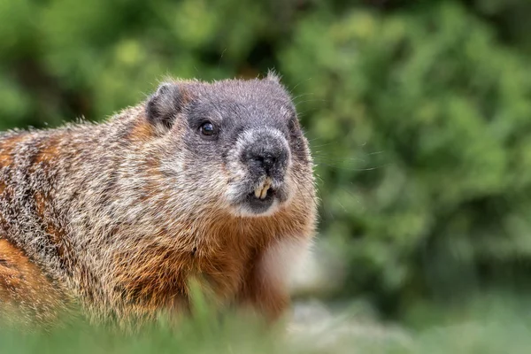 Extreme Close Retrato Marmota Mostrando Dentes Bigodes Detalhes Cabelo — Fotografia de Stock