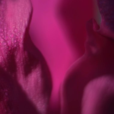 Koyu kırmızı gül yaprakları ve çiğ tanecikleri Yumuşaklığı kapat