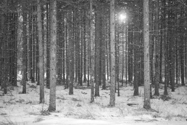 Світлий Снігопад Лісі Сніжинками Сонячним Світлом — стокове фото